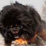 You Won’t Pet These 15 Most Dangerous Dog Breeds For Sure