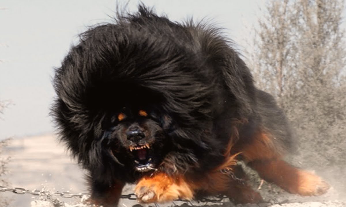 You Won’t Pet These 15 Most Dangerous Dog Breeds For Sure – mongerous