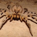 These 7 Most Dangerous Spiders are Truly Your Nightmare Materials