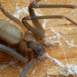 7 Most Dangerous Spiders That Will Give You the Chills