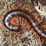 7 Most Dangerous Centipedes You Should Watch Out For Lest You Die