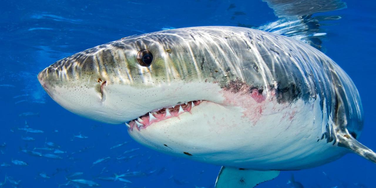 the-10-most-dangerous-sharks-3-will-give-you-nightmares-page-2