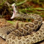 Hair Raising Facts About These 10 Most Dangerous Snakes In the World