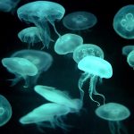 7 Most Dangerous Jellyfish and Their Deadly Sting