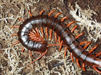 7 Most Dangerous Centipedes You Should Watch Out For Lest You Die ...